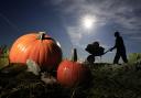It is the time of the year where pumpkins are in demand (file picture)