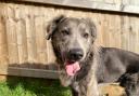 Charlie has been looking for a new home for 470 days. Picture: RSPCA Cymru.