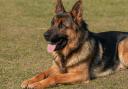 Some dogs don't make it through the police dog exams, and will then need to be rehomed (Canva)