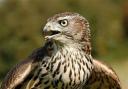 The unexplained death of the goshawk is the second incident of its kind in Powys in recent weeks