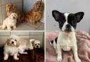 Dogs which have been taken in by Hope Rescue, as the charity warns of an animal welfare crisis. Pictures: Hope Rescue.