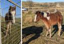 Ponies removed from common on welfare grounds - search begins for owners