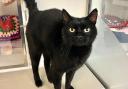 Pepsi the cat is looking for a new home