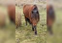 A stallion has been removed from a common in Caerphilly due to concerns over its welfare.