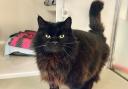 Mordicai, a domestic long hair, is looking for a new home