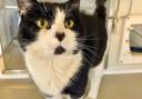 Flloyd the cat is looking for a new home