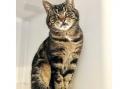 Tabitha the Tabby is looking for a new home