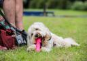 Dogs could be banned from some parks and playgrounds in one area of Gwent.