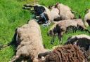 Up to 28 sheep have been killed by dogs in Herefordshire