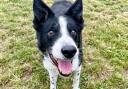 Lex the collie is looking for a new home