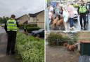 Pigs chased through Newport estate by police