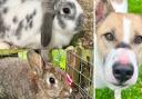 Visit All Creatures Great and Small Animal Sanctuary if you are searching for a new pet