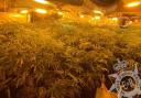 Police seized 1,000 cannabis plants at the former Arundel Club on Blaenavon’s Ton Mawr Street on Sunday, August 27