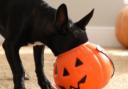 Experts have highlighted four common Hallowe'en foods that can be toxic to dogs, including chocolate