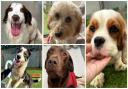 The five dogs looking for forever homes at Many Tears Animal Rescue