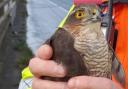 Traffic officers saved a Sparrowhawk on the M4