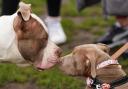 A pets charity has serious reservations about the UK Government's XL Bully ban