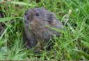 Water voles were amongst last year's recorded sightings