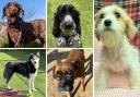 Five dogs from Many Tears looking for their forever home