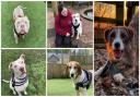 These 5 dogs are looking for forever homes from Hope Rescue