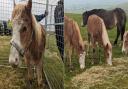 RSPCA Cymru remove pony from Gelligaer and Merthyr Common