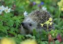 One of the tasks involves ensuring hedgehogs are safe