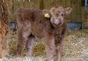 Hamish the Highland calf has captured hearts since his birth at Noah's Ark Zoo and Farm