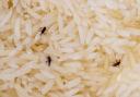 A variety of bugs, including flour weevils and biscuit beetles, can live in your kitchen cupboards without you realising it