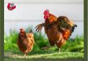 The British Hen Welfare Trust is looking for people in Wales to rehome hens