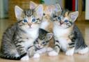 Pet owners in Wales are being urged to microchip their cats