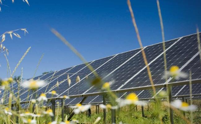 Wildlife campaigners welcome decision to refuse Gwent Levels solar farm plans