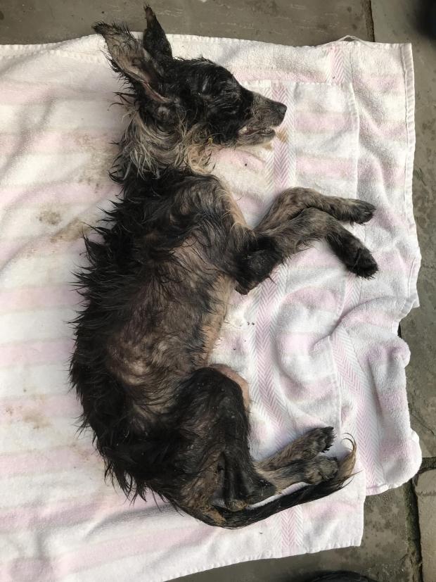 South Wales Argus: The body of a young puppy was discovered in Old St Mellons. Picture: RSPCA