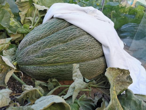 South Wales Argus: Kevin Fortey's UK record-sized cantaloupe melon. Picture: Kevin Fortey.