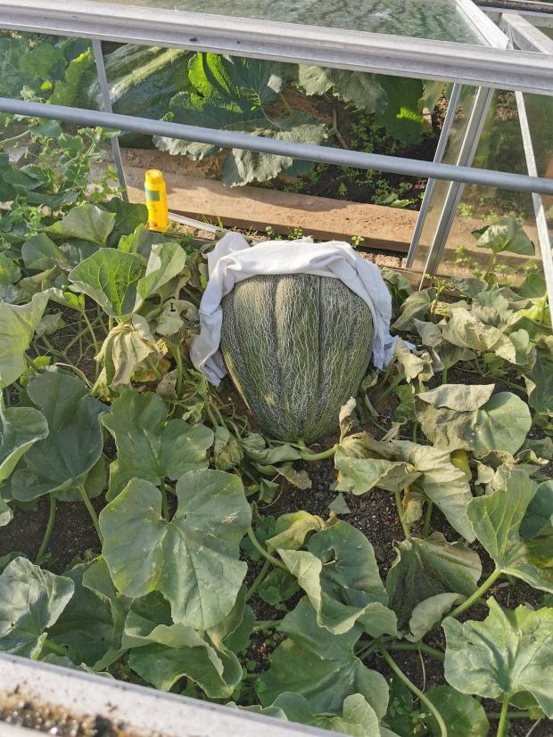 South Wales Argus: The giant cantaloupe melon growing. Picture: Kevin Fortey.