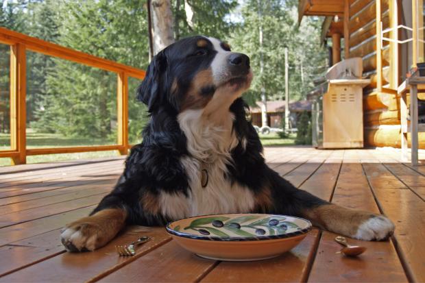 South Wales Argus: You should seek expert advice before changing your pet's diet. (Canva)
