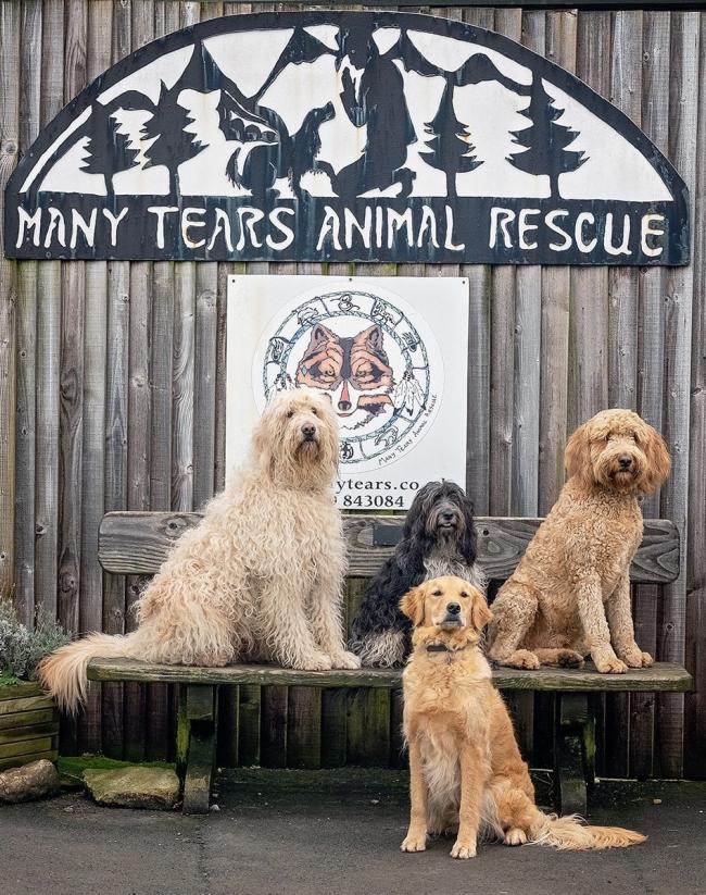 Can you help Many Tears Animal Rescue? Plea for volunteers after large intake of dogs