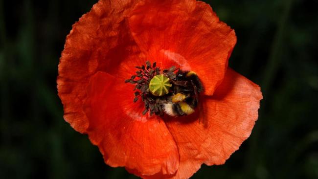 The UK will fall silent to remember Armistice Day at 11am today
