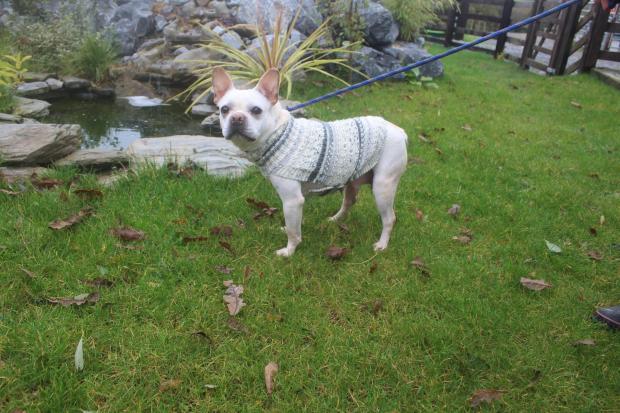 South Wales Argus: Cobbler - French Bulldog, five years - Cobbler is a darling girl who needs to be an only dog. She is a bit timid but very sweet.