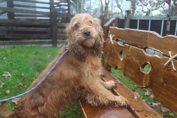 South Wales Argus: Deney - Cocker Spaniel, seven years - Deney is a waggy girl when she knows you. She's learning to walk on a harness and will need another resident dog at home.