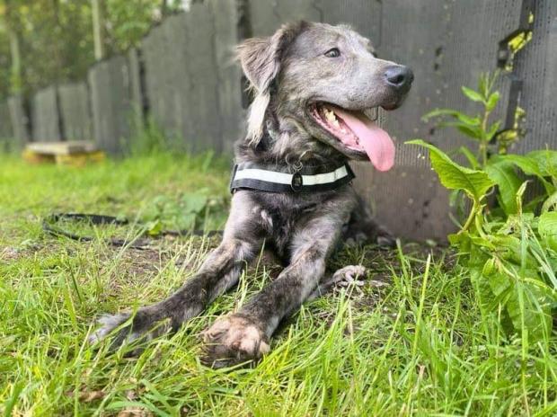 South Wales Argus: Charlie is looking for a new home after two potential offers fell through. Picture: RSPCA Cymru.