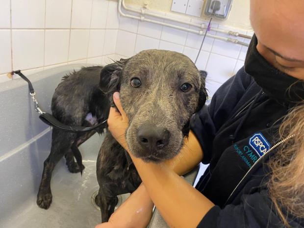 South Wales Argus: Charlie arrived at Newport Animal Centre in January 2021. Picture: RSPCA Cymru.