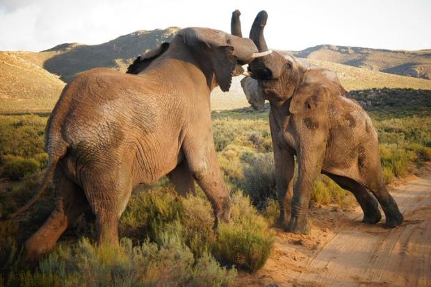 South Wales Argus: Elephants at the Big Five Safari experience. Credit: TripAdvisor