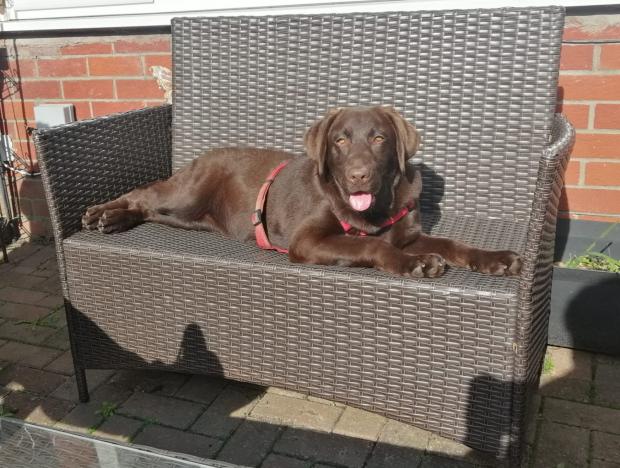 South Wales Argus: Gigi, an 11-month-old chocolate Labrador, was grossly overweight when she was found. Picture: RSPCA Cymru.