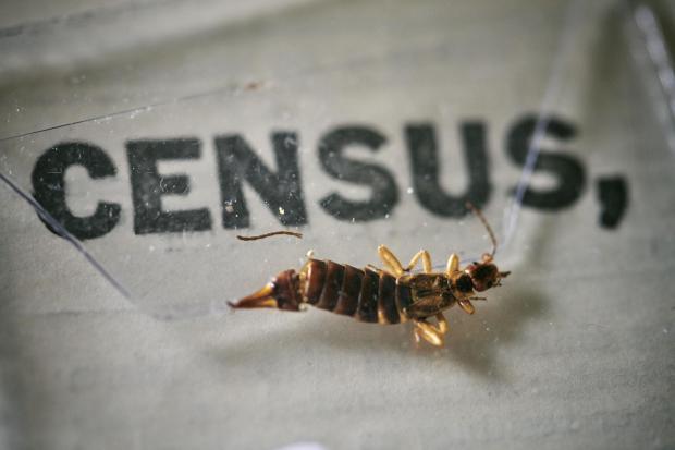 South Wales Argus: An insect, which died at some point in the last 100 years, being removed from the pages of the 1921 Census at the Office for National Statistics (ONS) near Southampton. Photo via PA.