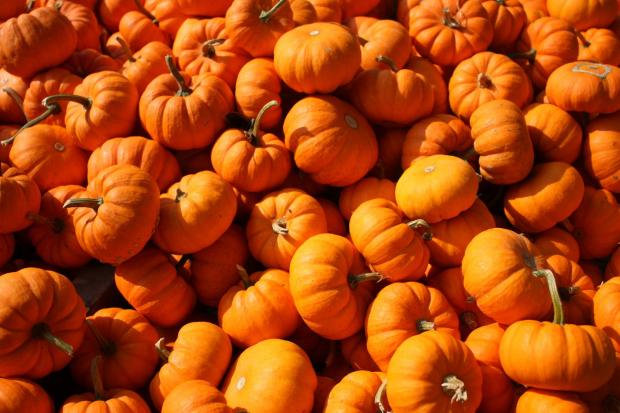 South Wales Argus: Pumpkins (Canva)