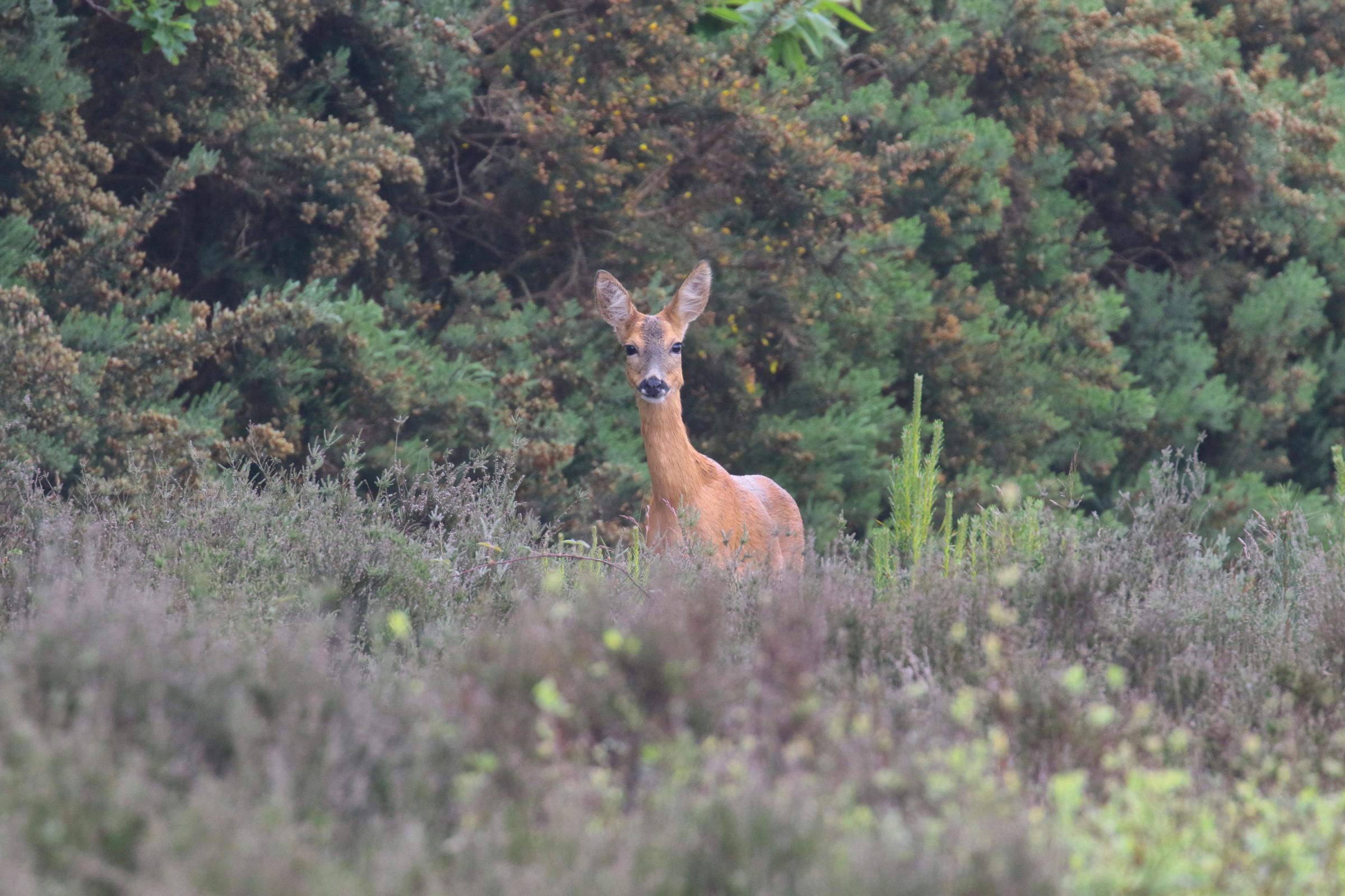 A Spotted by red deer at Caesars Camp Swinley Forest near Bracknell. Picture credit: Alamy/PA