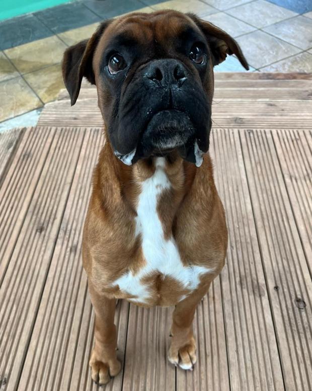 South Wales Argus: Del Boy - three years old, Male, Boxer. Del Boy is an incredibly sweet and loving boy who is just a total bundle of fun! He can already walk on a lead but has never lived in a home so will need to learn about home life and house training. He would like