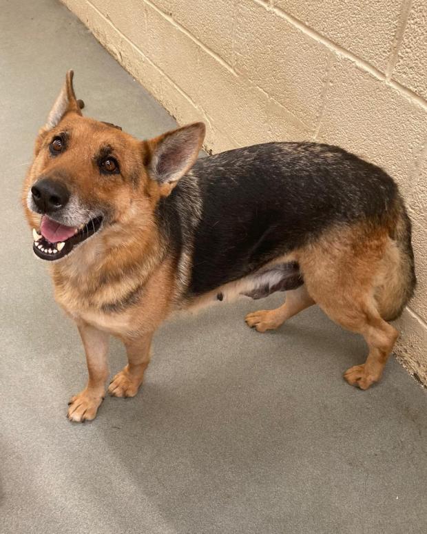 South Wales Argus: Carmen - five years old, Female, German Shepherd. Carmen loves people and is keen to say hello to anyone she meets, in the right circumstances she could be homed as an only dog. When she arrived with us she had a very swollen spleen which was immediately
