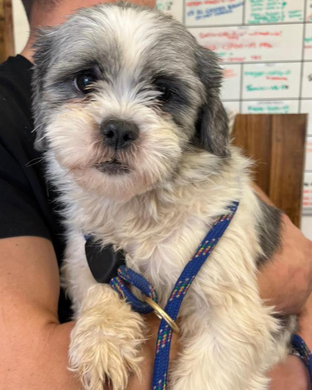 South Wales Argus: Thimble - two years old, Female, Shih Tzu. Thimble has come to us from a breeder and is absolutely terrified. She has seen nothing of the outside world and is finding it all a bit overwhelming and very scary. She will need another confident dog in her
