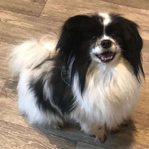 South Wales Argus: Bobby - eight years old, male, Papillon and Tucker - four years old, male, Papillon. Bobby and Tucker have come to us from a home as unfortunately their owner no longer had time for them so made the heartbreaking decision to part with them. They are